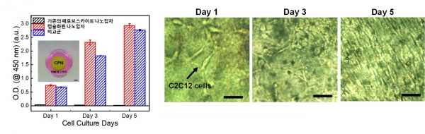 이번 연구에서 개발된 실록산으로 캡슐화된 페로브스카이트 나노 입자 복합체의 생체적합성 평가결과 (왼쪽) 및 세포성장 사진 (오른쪽). 기존의 페로브스카이트 나노입자는 세포가 잘 성장하지 못하는 반면, 본 연구에서 개발된 복합체는 비교군 대비 세포가 잘 자라는 것을 볼 수 있다. 출처: KAIST