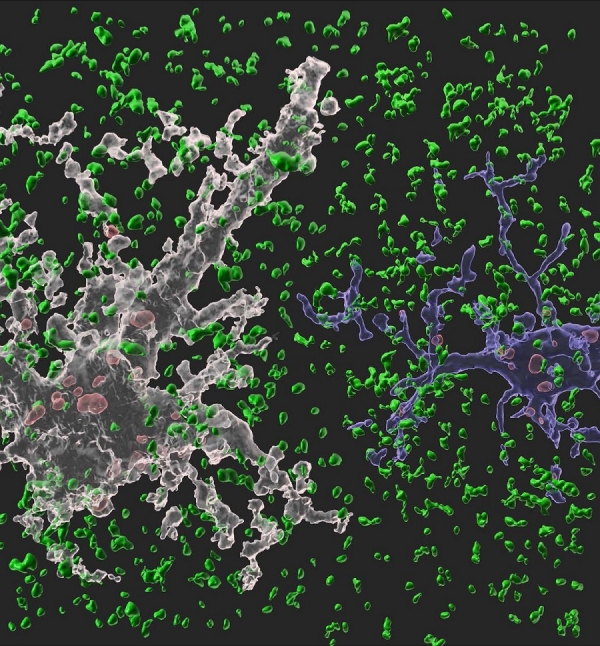 네이쳐(Nature)에 수록된 이번 연구 이미지. 흰색 별아교세포와 파란색 미세아교세포가 시냅스(정상 시냅스는 녹색, 신경교세포에 의해 제거된 시냅스는 붉은색)를 제거하고 있는 모습. 출처: KAIST