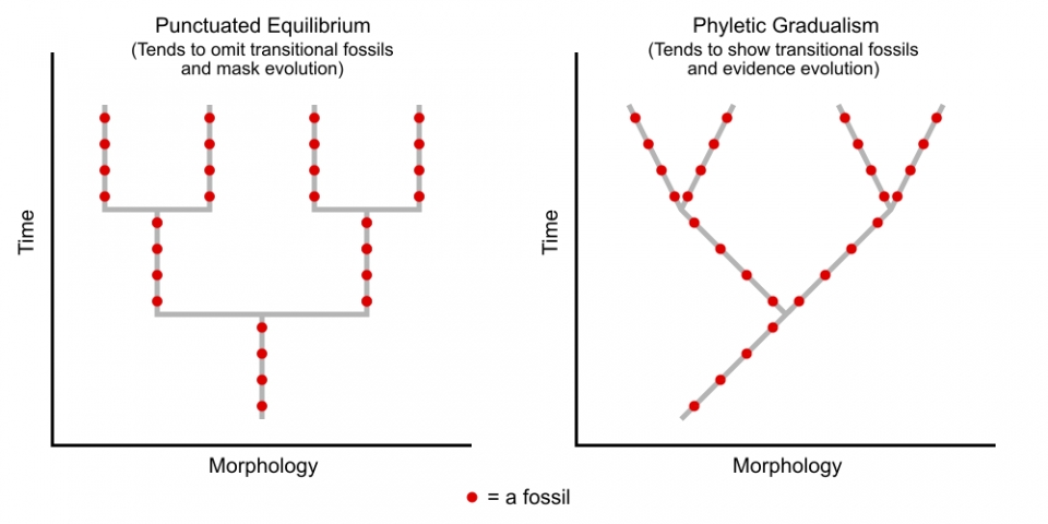 단속평형설(punctuated equilibrium)과 계통점진설(phyletic gradualism) 차이. 출처: Wikimedia Commons