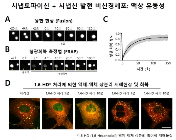 세포내 액체-액체 상분리현상 증명 실험. 출처: 한국연구재단