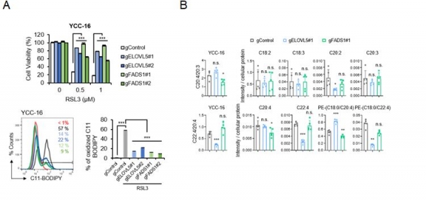 ELOVL5 또는 FADS1 유전자는 페롭토시스에 필수적인 역할을 함. (A) ELOVL5 또는 FADS1 유전자가 결손된 중간엽형 위암세포에서 페롭토시스 저항성 증가 (B) ELOVL5 또는 FADS1 유전자가 결손된 중간엽형 위암세포는 페롭토시스 관련 지질을 적게 함유함. 출처: 한국생명공학연구원