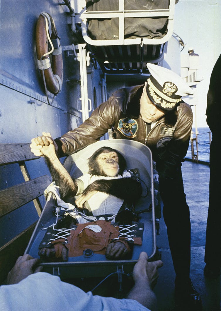 햄이 캡슐에서 빠져나온 후 수색 구조대의 손을 꼭 잡고 있다. 출처: NASA