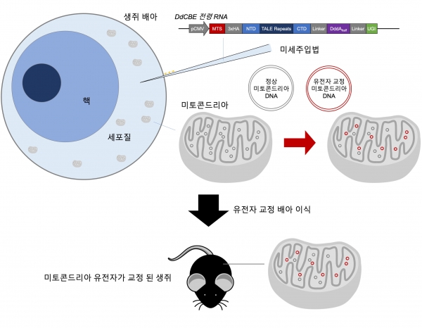 DdCBE 미세주입법을 이용한 미토콘드리아 DNA 교정 생쥐 제작. 출처: IBS