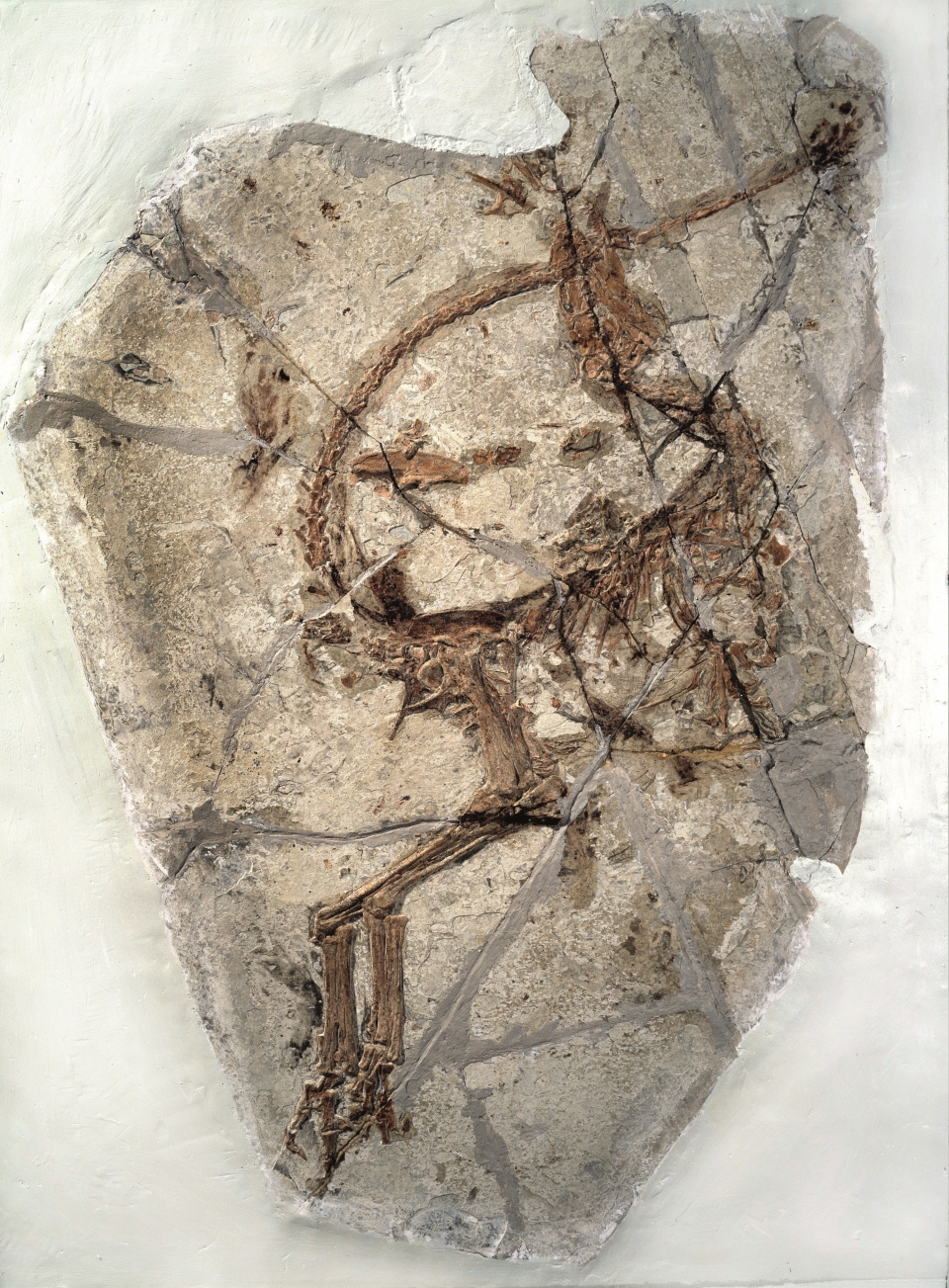 깃털의 증거는 화석화된 육식동물의 잔해에서 볼 수 있다