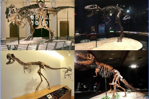 이번 연구에서 4개의 사용된 티라노사우르스 표본의 뼈대. 출처: University of Bristol