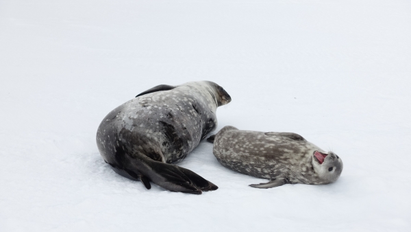 남극 세종기지 인근에서 관찰한 어미-새끼 웨델물범. 출처: 극지연구소