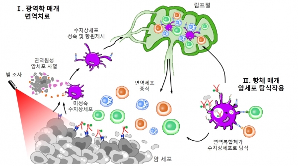 개발한 항체-광응답제 접합체를 이용한 암 표적 치료 전략의 개략도. 출처: 한국연구재단