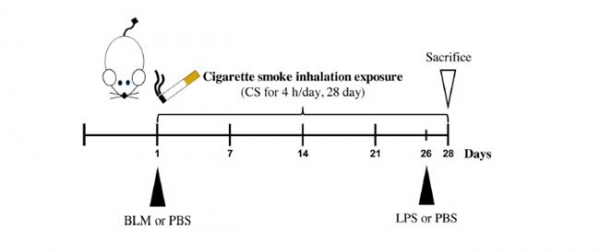 담배연기 및 폐 손상 유도물질 투여 모식도. 출처: 안전성평가연구소