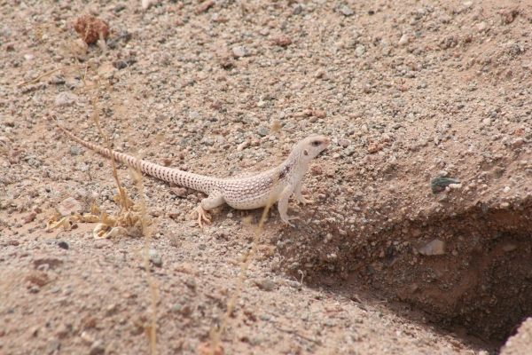 사막 도마뱀의 모세관력을 이용했다. 출처: pixabay