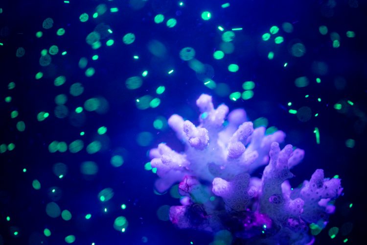 형광색로 보이는 물질은 미세 플라스틱이다. 산호가 미세 플라스틱을 먹으면 어떻게 될까? 출처:Dennis Wise/University of Washington