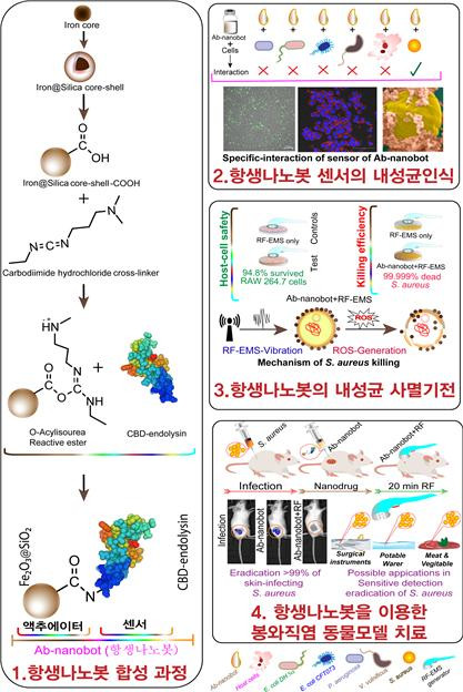 항생나노봇 합성 및 항생제 내성균 감염 생쥐모델 이용한 효과 검증 모식도. 출처: 한국연구재단
