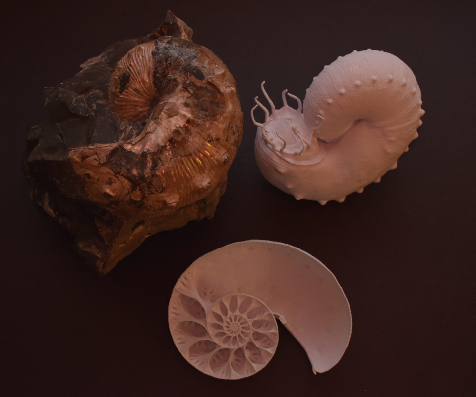 암모나이트 화석과 함께 내부 및 외부 형태학을 보여주는 3D 프린팅 컴퓨터 재구성. 출처: University of Utah /David Peterman