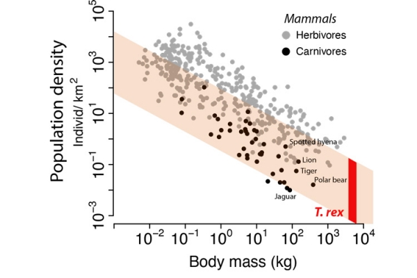 이 분석의 중요한 부분은 살아있는 포유류를 위한 체질량 대 개체군 밀도의 ‘Damuth’s Law’를 사용해 티라노사우루스의 생태학적 지위를 추정하는 것이었다. 출처:  John Damuth, UC Santa Barbara