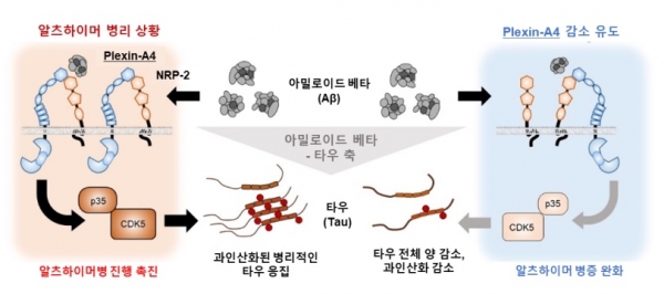 아밀로이드 베타-타우 축의 새로운 매개체 발견. 알츠하이머병에서는 아밀로이드 베타가 타우 단백질을 과인산화시켜 응집을 촉진하고 독성을 띄도록 변성시키는데, Plexin-A4 단백질이 해당 독성 신호를 전달하는 주요 매개체임을 확인하였다. Plexin-A4는 NRP-2의 도움을 받아 아밀로이드 베타와 결합하며, 타우 인산화 효소인 CDK5-p35를 통해 타우의 과인산화와 변성을 유도한다. 이는 아밀로이드 베타-타우 축(Aβ-Tau axis)의 존재를 증명하는 결과라 할 수 있다.