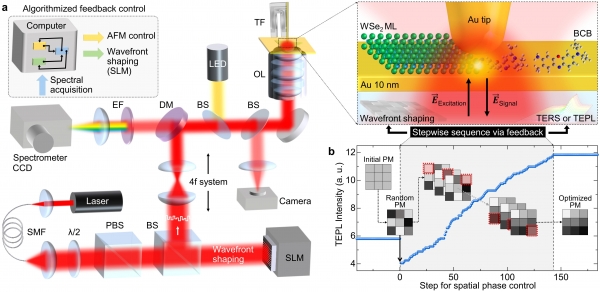 그림1. 적응형 탐침증강 나노현미경의 구조도 (a) 및 컴퓨터 알고리즘을 이용하여 탐침증강 광신호를 증강시키는 과정과 결과 (b).광변조기(Spatial light modulator; SLM)를 이용하여 레이저빔을 탐침 맞춤형으로 만들 수 있다. 그림 (a) 우측 하단이 광변조기. 광변조기의 의해 빛 왜곡이 상쇄된 빛을 금 탐침이 모으게(집속) 된다.