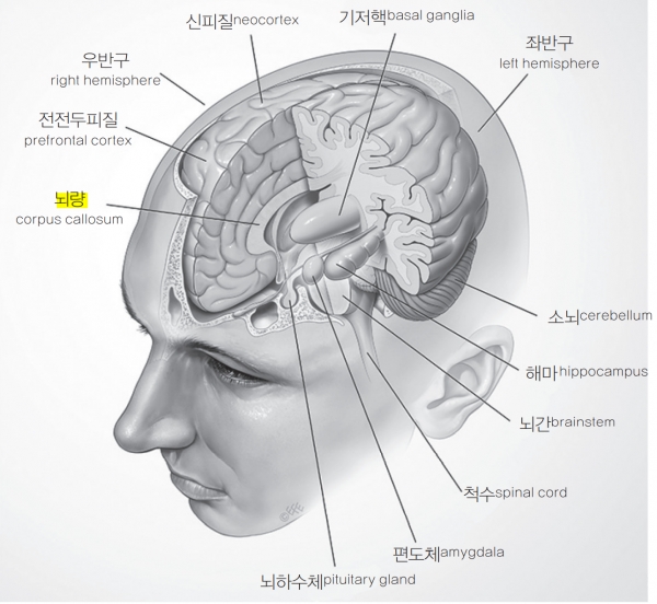 뇌의 좌반구와 우반구를 이어주는 뇌량. 출처: 책 '뇌 과학의 모든 역사'