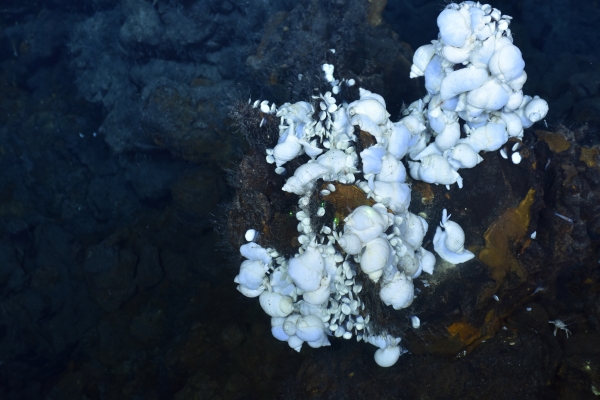 열수분출공에 붙어서 서식하는 흰색고둥류. 출처 : 한국해양과학기술원
