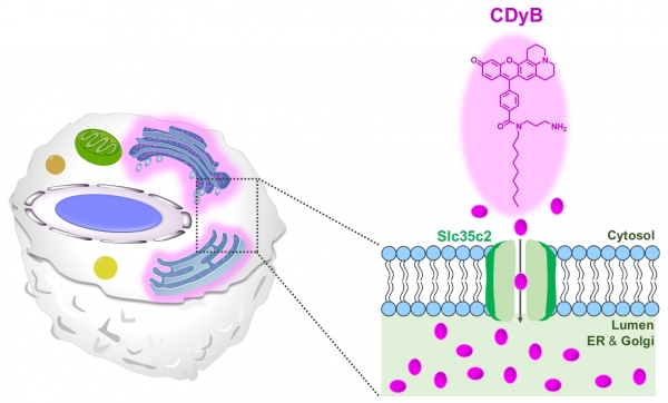 CDyB의 염색 기전. CDyB는 B세포를 선택적으로 식별할 수 있다. 이는 B세포 내 소포체와 골지체(세포 소기관의 일종)에 위치하는 SLC35C2을 통해서 그 내부에 형광을 띤 CDyB가 축적됨으로써 강한 형광 신호를 나타낸다. 출처 : IBS