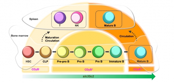 B세포의 발달상에 따른 CDyB의 염색 강도 변화. B세포가 성숙할수록 SLC35C2 유전자 발현량이 증가하게 되고, 이에 의존적인 CDyB의 염색은 발현량에 비례해서 강해진다. 즉, B세포가 성숙할수록 CDyB의 신호가 증가하는 양상을 보이게 된다. 출처 : IBS
