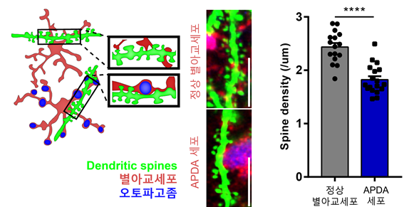 그림 2. APDA 세포와 근접하게 위치하고 있는 나뭇가지 형태 가시들을 관찰한 결과
