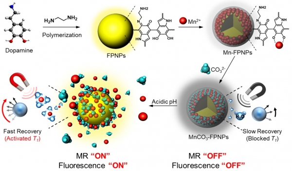 나노바이오 소재 암 진단 모식도. 도파민 기반으로 개발한 형광나노입자(FPNPs, Fluorescent Polydopamine Nanoparticles) 표면에 망간염을 결합한 나노복합체(MnCO3-FPNPs)가 암세포 환경에 노출되면 자기공명 이미지(MR “ON”)과 형광 이미지(Fluorescence “ON”)가 발현됨. 출처 : 한국생명공학연구원