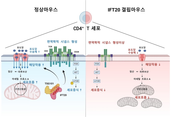 그림 설명: IFT20단백질은 TSG101과 결합하여 면역학적 시냅스를 형성함. 면역학적 시냅스가 형성되면 PI3K-AKT-mTOR 신호가 증폭되어 CD4+ T세포가 증식하고, 포도당수송체가 증가하여 해당작용과 세포호흡이 증가하기 됨. IFT20이 결핍된 CD4+ T세포에서는 면역학적 시냅스 형성이 저하되며, 이로 인해서 세포증식과 해당작용, 세포호흡 모두가 감소하게 됨. 출처 : KAIST