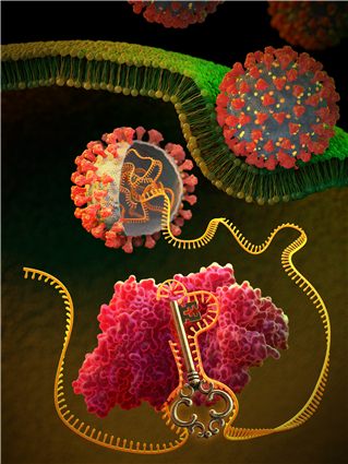 RNA 유전자 가위 기술을 이용한 코로나바이러스 RNA 유전체의 Key 공략부위 슈도낫 (열쇠모양)을 타겟하는 범용 코로나 바이러스 감염병 mRNA 치료제 이미지. 출처 : KAIST