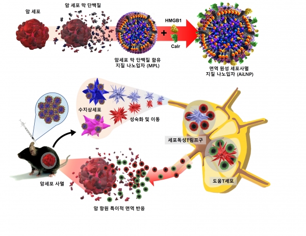 인공 면역원성 세포 사멸 지질 나노입자(AiLNP)를 이용한 암 면역 치료의 모식도. 암 세포 막 단백질을 함유하고 표면에 HMGB1 및 Carl 단백질로 장식된 치료용 백신 AiLNP를 제조함. AiLNP는 인간 및 마우스에서 수지상세포의 활성화 및 성숙을 유도함. 수지상세포의 활성은 도움 및 세포 독성 T 세포 활성화를 촉진하여 결장암 및 폐암에 대한 종양 항원 특이적 면역을 촉진함. 그림설명 및 그림제공 : 울산대학교 진준오 교수