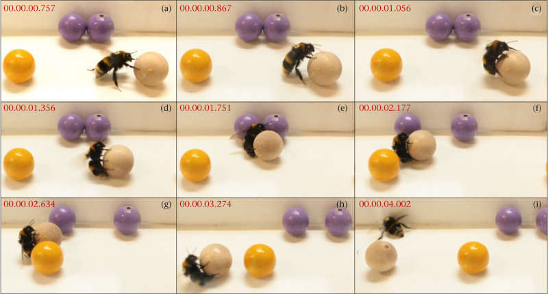 출처 - Dona, H.S.G.; Solvi, C.; Kowalewska, A.; Mäkelä, K.; MaBouDi, H.; Chittka, L. Do bumble bees play? Anim. Behav. 2022, 194, 239–251.