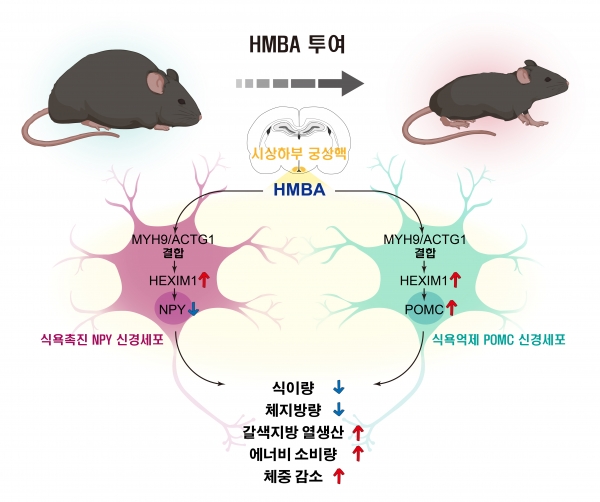 HMBA의 대사조절 기전 모식도그림 설명 : 고지방식이로 유도된 비만 마우스에 HMBA를 투여했을 때 HMBA가 뇌 시상하부 궁상핵의 식욕 촉진 펩티드 NPY를 만드는 신경세포와 식욕 억제 펩티드 POMC를 만드는 신경세포에서 각각 NPY 발현을 감소시키는 반면, POMC 발현을 증가시켜 식욕 저하, 체지방량 감소, 갈색지방 열 생산 증가, 에너지 소비량 증가 및 체중 감소 등의 대사 개선 효과를 유발한다.그림설명 및 그림제공 : DGIST 김은경 교수