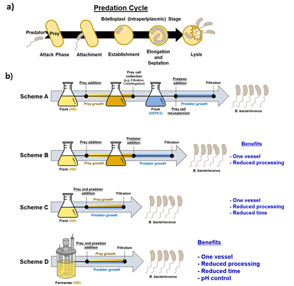 포식성 박테리아인 B. bacteriovorus HD100 성장을 단순화하기 위한 대체 배양 방식a) B. bacteriovorus  HD100의 포식 생활사, bdelloplast 생성 및 숙주세포 내부에서 포식자 성장에 관여하는 여러 단계를 보여준다. b) 고안된 배양 방식들은 각 각의 과정을 강조하며, Scheme의 간소화된 특성을 설명한다.출처 : UNIST