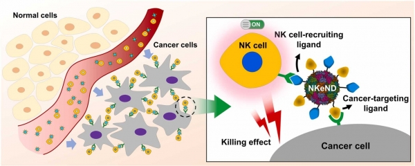 암세포 특이적 NK 세포 전달 나노드론 (NKeNDs).SpyTag/SpyCatcher 시스템을 이용하여, 면역세포 NK 세포의 수용체 (CD16)를 인지하는 리간드와 암세포에 과발현 되어 있는 수용체에 특이적으로 결합하는 리간드 (HER2 혹은 EGFR)를 동시에 표지한 HER2@NKeND 혹은 EGFR@NKeND인 NK 세포 전달 나노드론 (NKeNDs)을 개발함. 이러한 플랫폼은 HER2 혹은 EGFR 암세포 특이적으로 NK 세포의 종양 부위로 이동을 효과적으로 유도 및 활성화를 통해 탁월한 항암 효능을 나타내게 됨. 출처 : UNIST