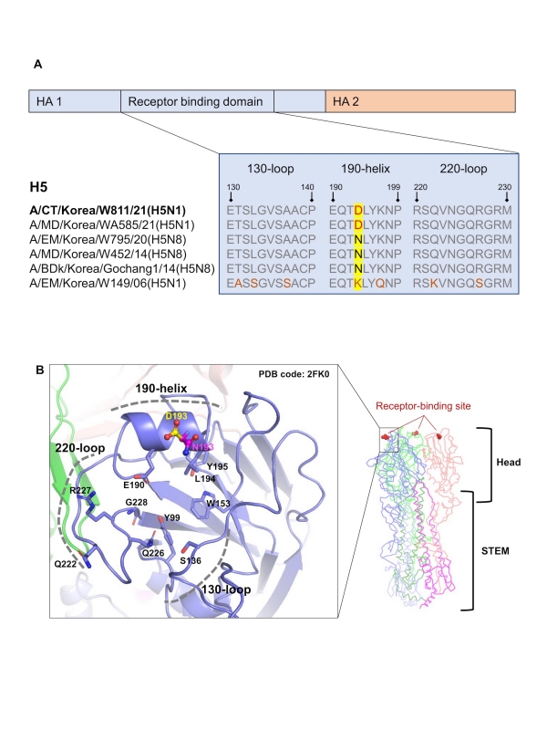 조류 인플루엔자 바이러스의 숙주 세포 수용체 결합 부위(A) 2006년부터 국내에서 분리되었던 H5형 조류인플루엔자 분리주들과 2021년도에 분리된 CT/W811(H5N1) 바이러스의 헤마글루티닌 수용체 결합 도메인의 아미노산 비교.(B) 조류인플루엔자 H5형 헤드 도메인 구조는 아미노산 변화에 의해 변경된 HA-193번 부위의 잔기를 표현하며(청보라색=탄소, 빨간색=산소, 파란색=질소), 아스파르트산(D)과 아스파라긴(N)은 각각 노란색과 자홍색으로 강조 표시됨.출처 : IBS